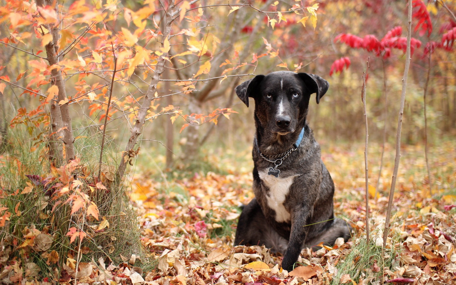 Nice Wallpapers Anju Biswas 1920x1200px - Dog - HD Wallpaper 