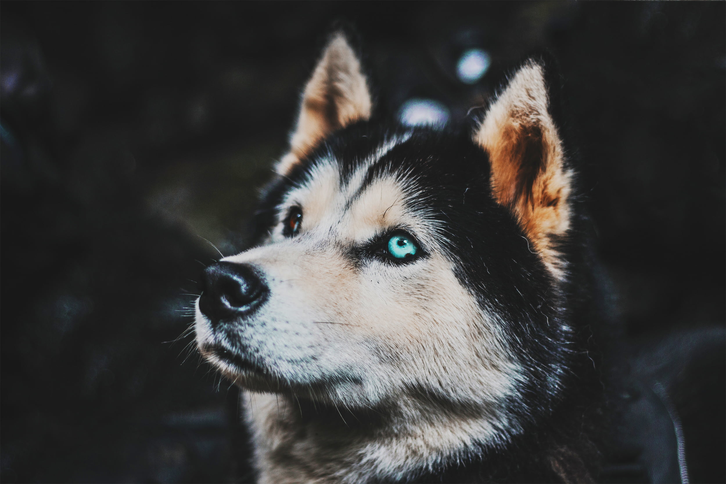 Husky Desktop Background - HD Wallpaper 