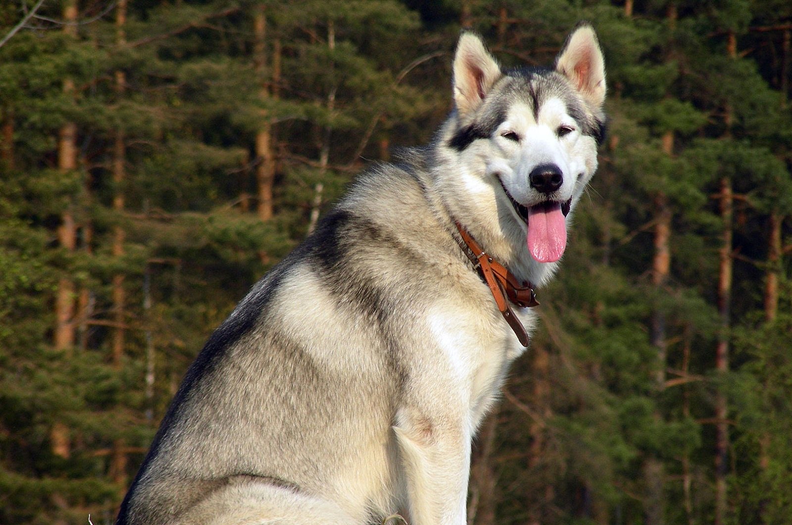 Canadian Eskimo Dog - HD Wallpaper 