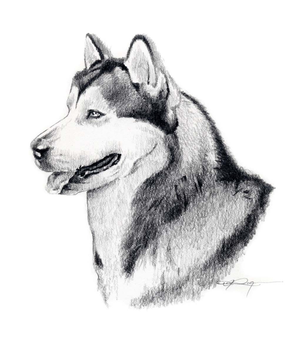 Line Drawing Alaskan Malamute Wallpaper - Alaskan Malamute Drawing - HD Wallpaper 