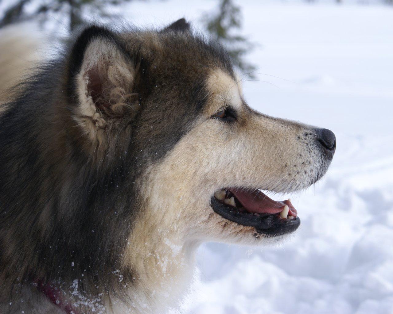 Alaskan Malamute Perfil - HD Wallpaper 