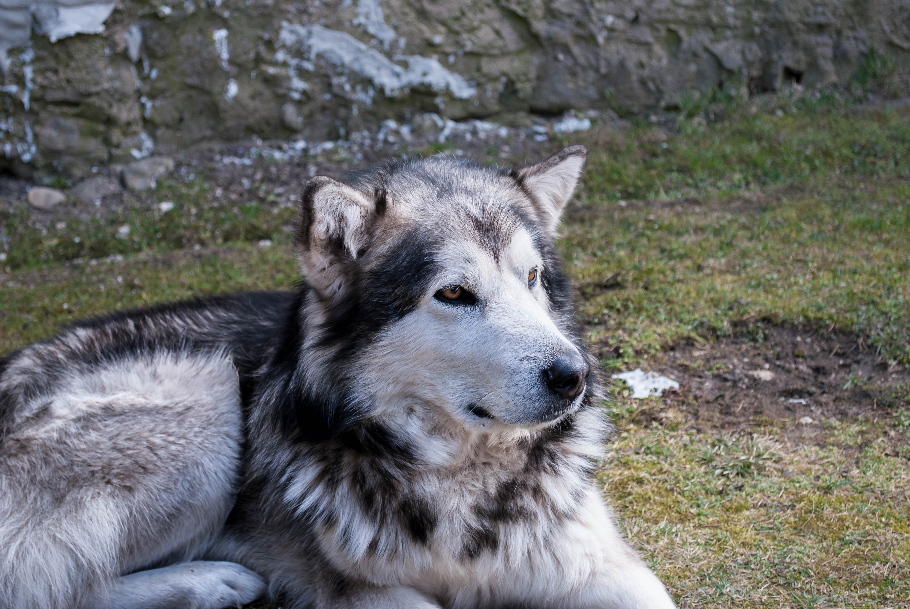 Tamaskan Malamute - HD Wallpaper 