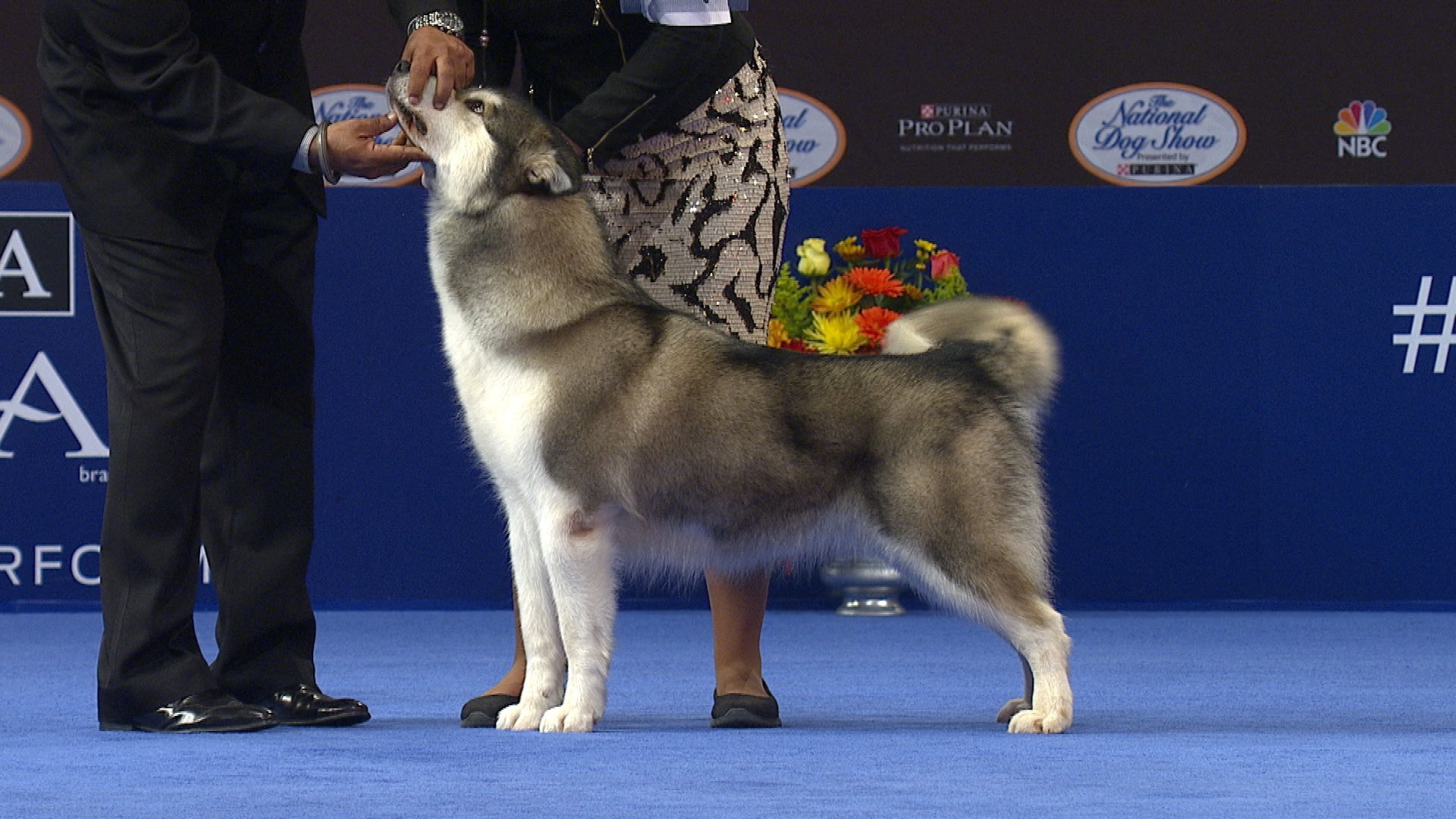 Alaskan Malamute Best In Show - HD Wallpaper 