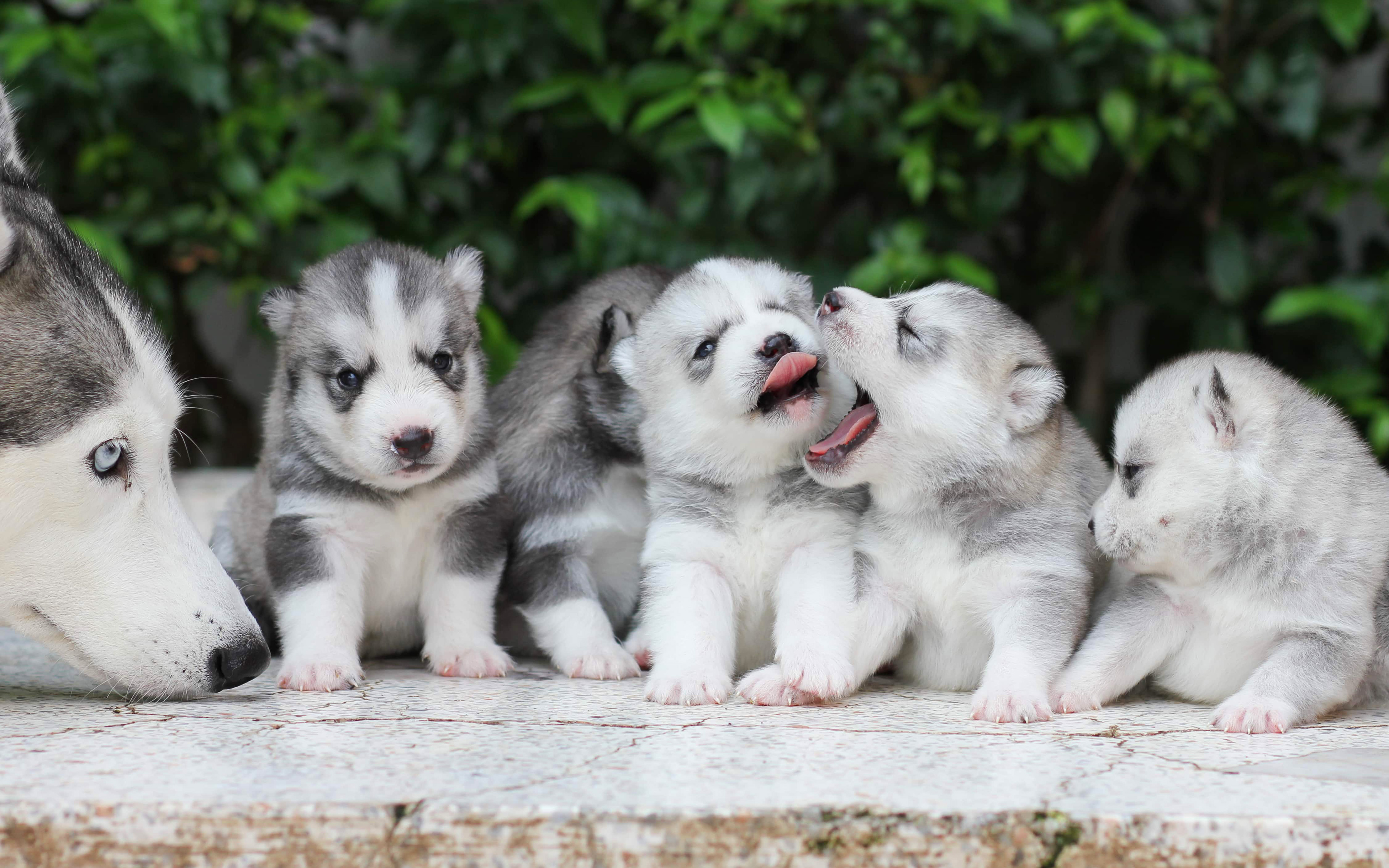 4k, Alaskan Malamute, Family, Puppies, Canis Lupus - HD Wallpaper 