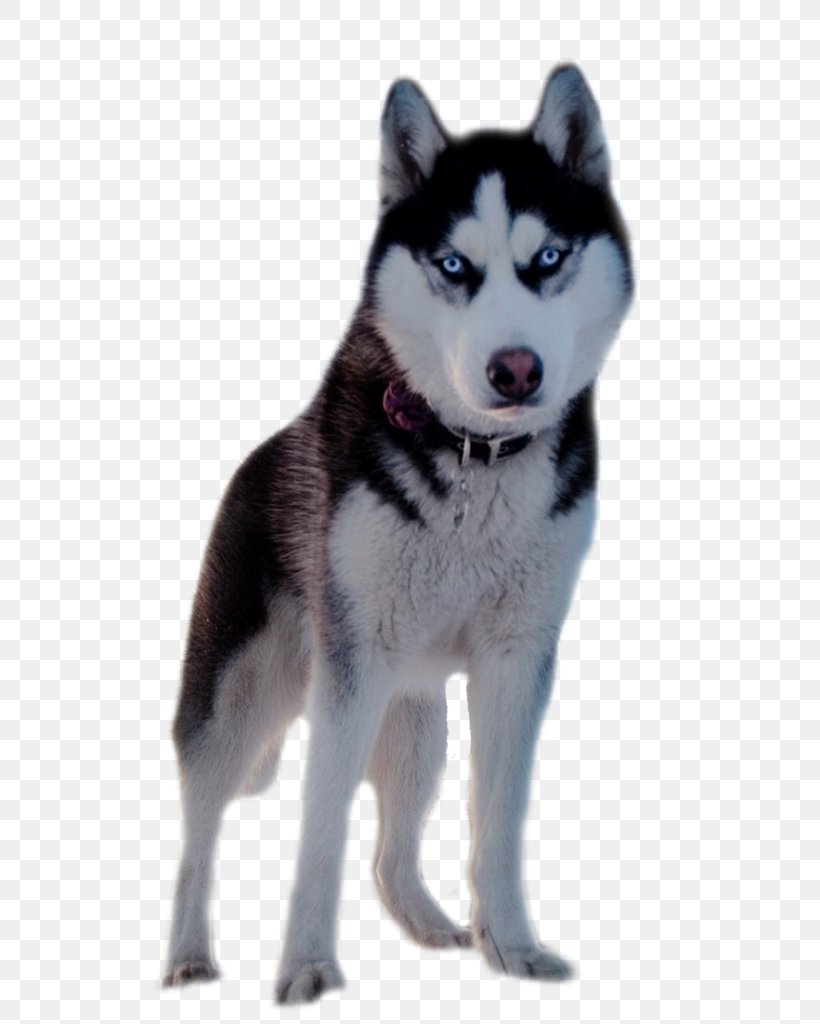 Siberian Husky Desktop Wallpaper High-definition Television, - Siberian Husky Png - HD Wallpaper 