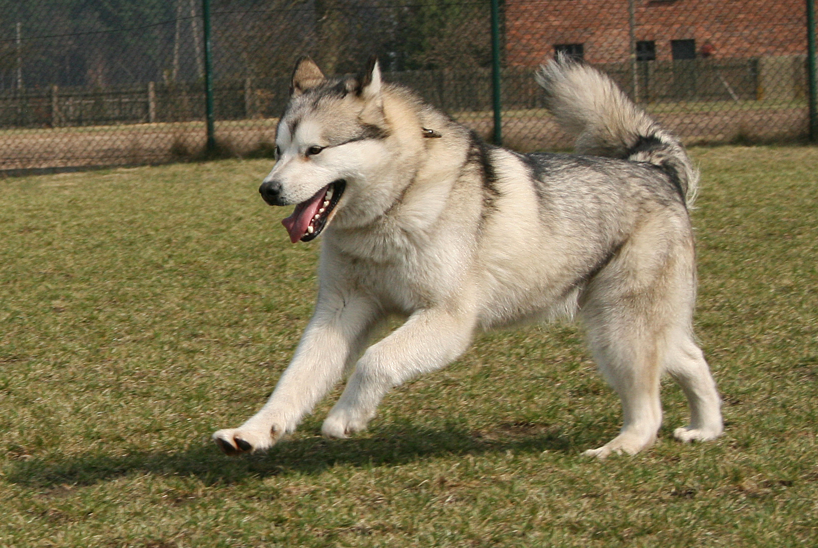 Alaskan Malamute Playing Wallpaper - Malamute Grey And White - HD Wallpaper 