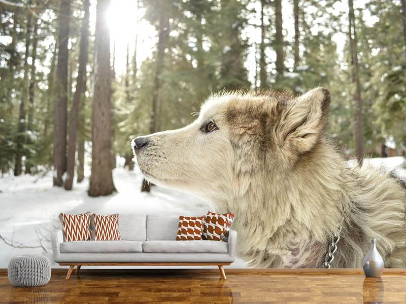 Photo Wallpaper The Alaskan Malamute - Unsplash White Wolf - HD Wallpaper 