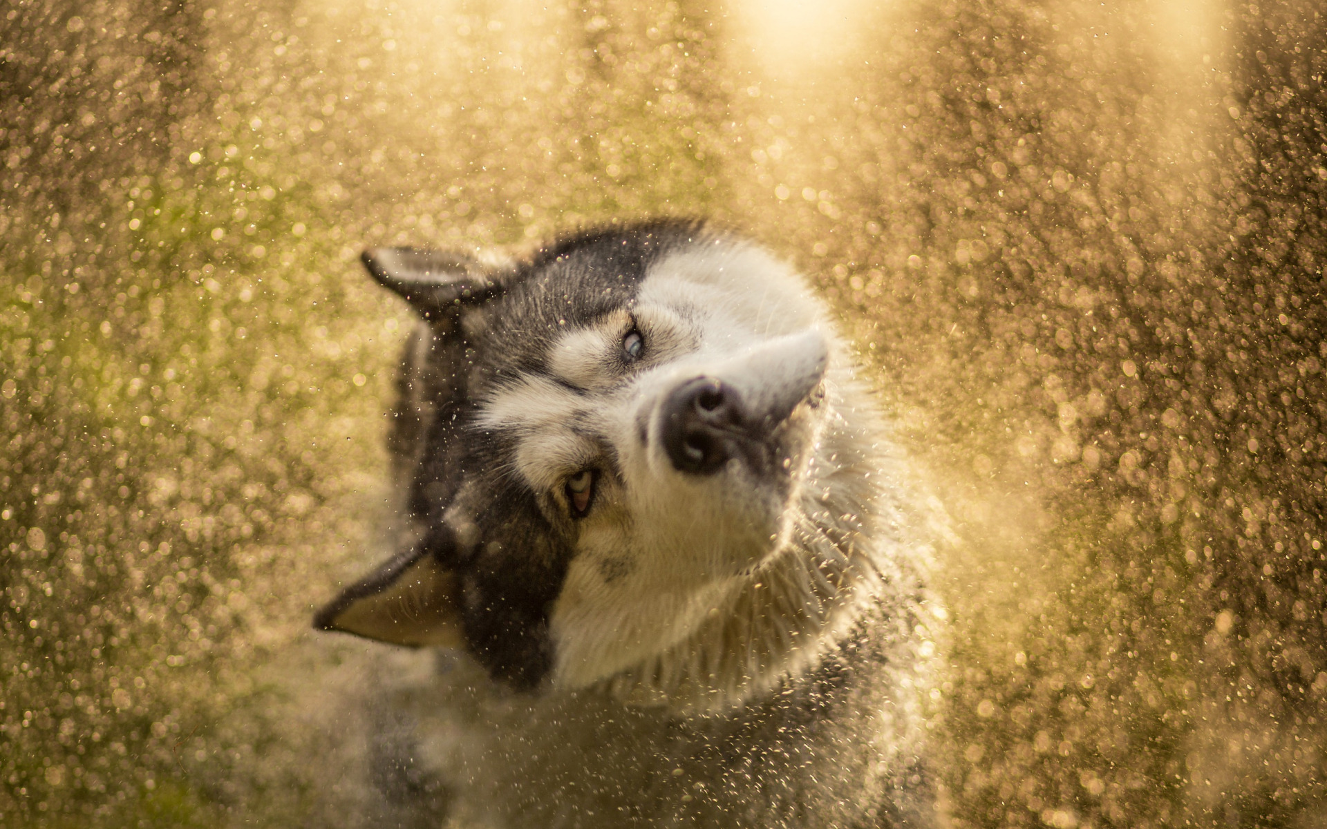 Alaskan Malamute, Big Fluffy Dog, Pets, Cute Animals, - Dog - HD Wallpaper 