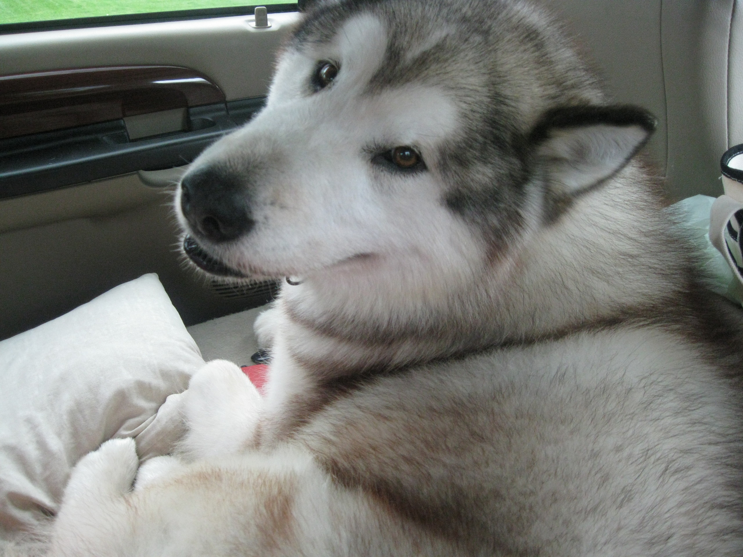Alaskan Malamute In The Car Wallpaper - HD Wallpaper 