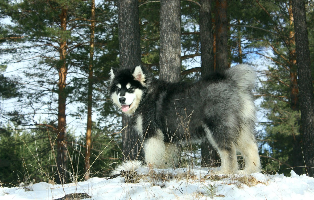 Photo Wallpaper Forest, Dog, Ural, Alaskan Malamute, - Mackenzie River Husky - HD Wallpaper 