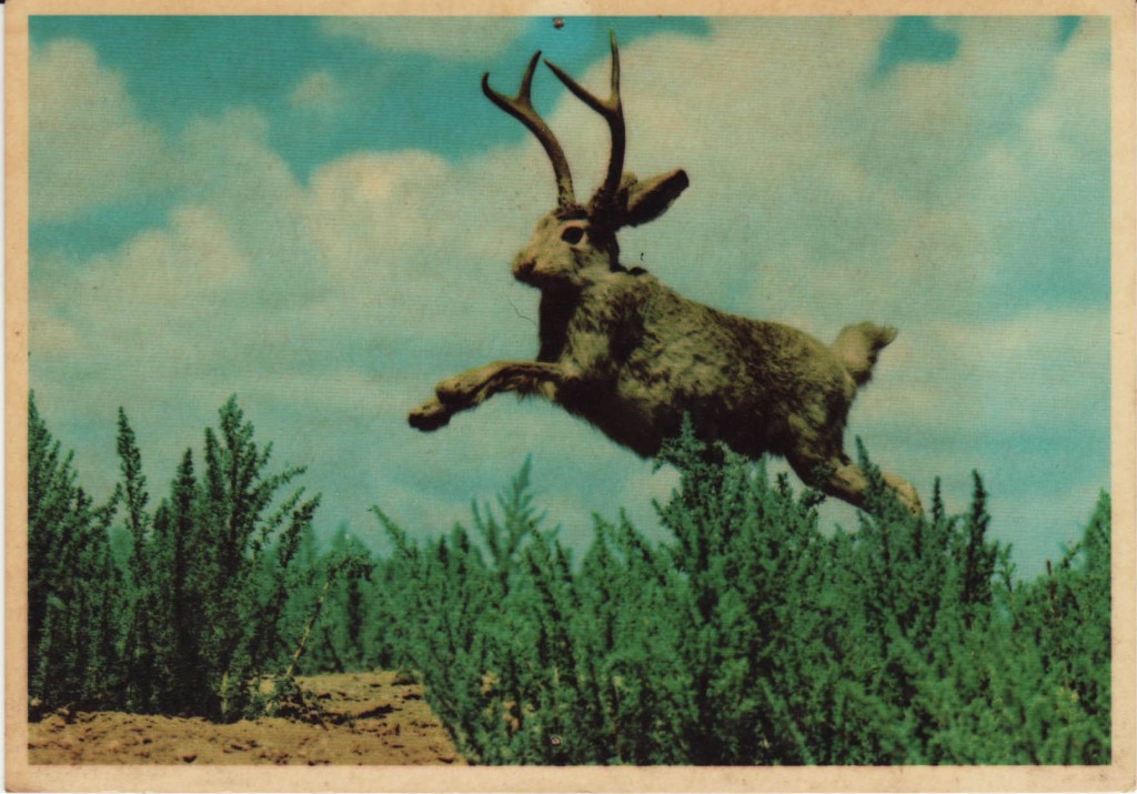 Jackalope3 - Jackalope Postcards - HD Wallpaper 