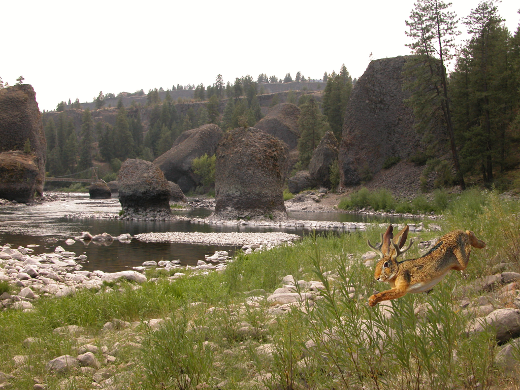 Spruce - HD Wallpaper 