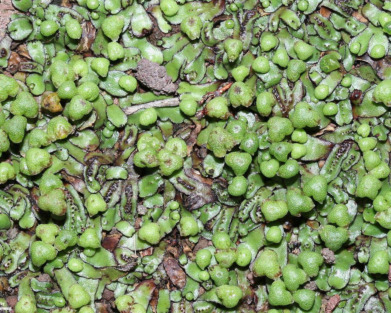 Hardy Kiwi - HD Wallpaper 