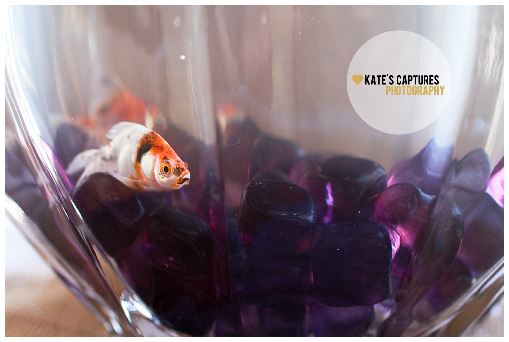 2013 04 23 - Feeder Fish - HD Wallpaper 