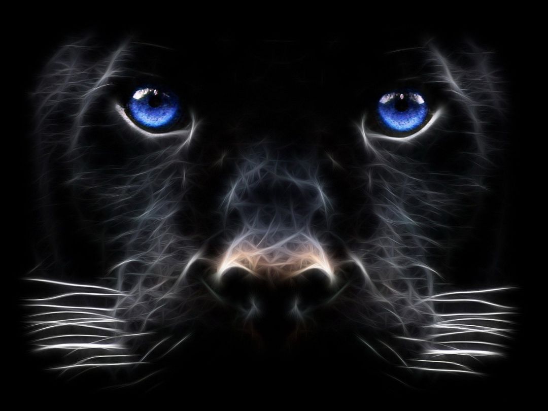 Abstract Animal Hd Wallpapers (1080p, 4k) (38674) - Windows 7 Wallpaper Black - HD Wallpaper 