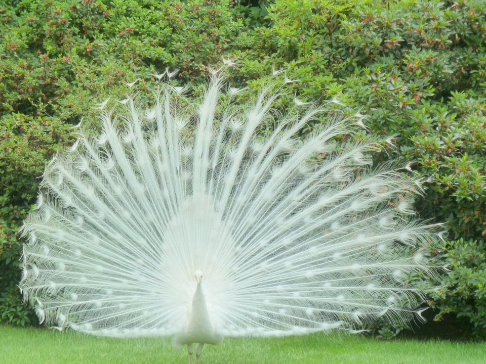 Peafowl - HD Wallpaper 