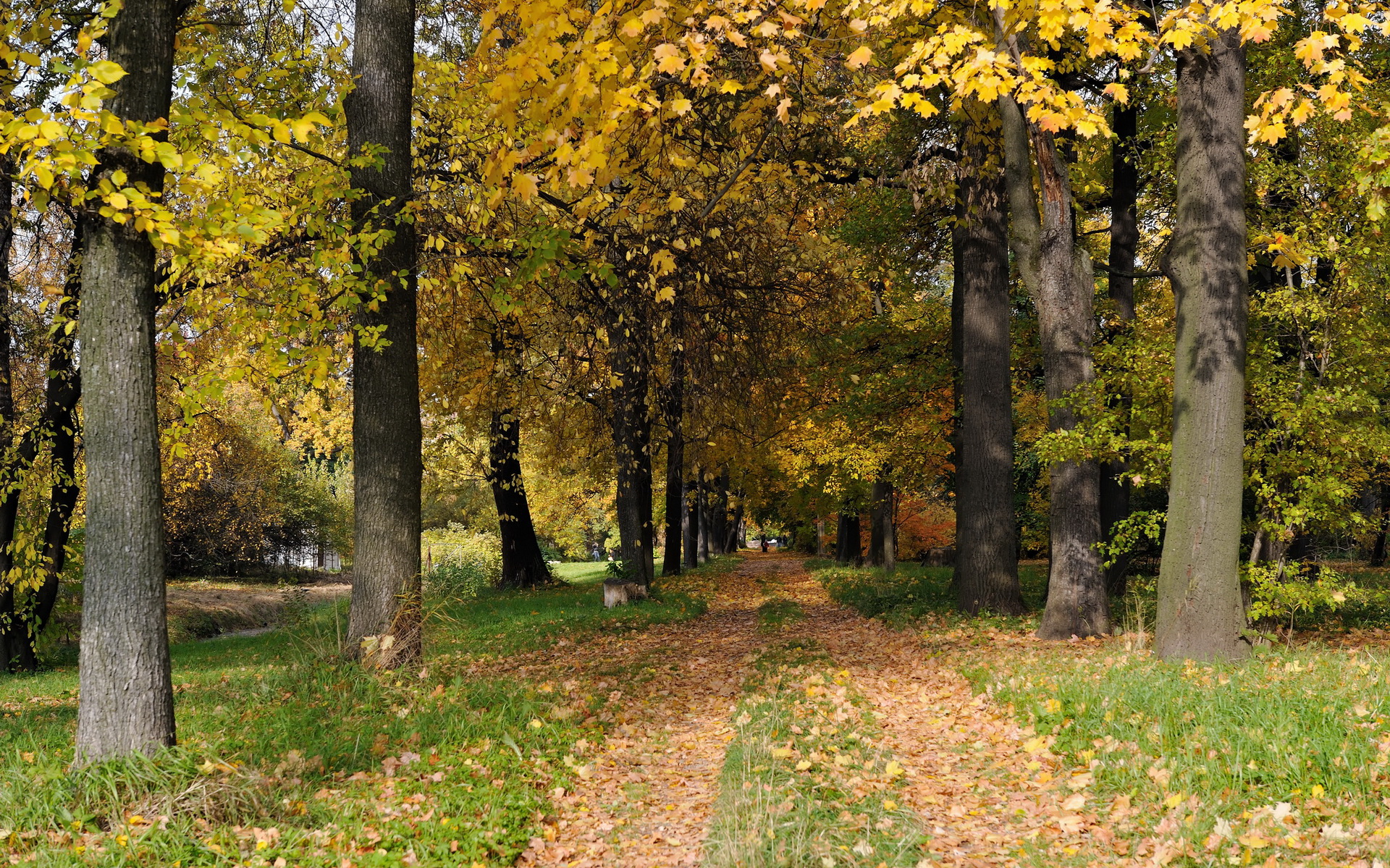 Autumn - HD Wallpaper 