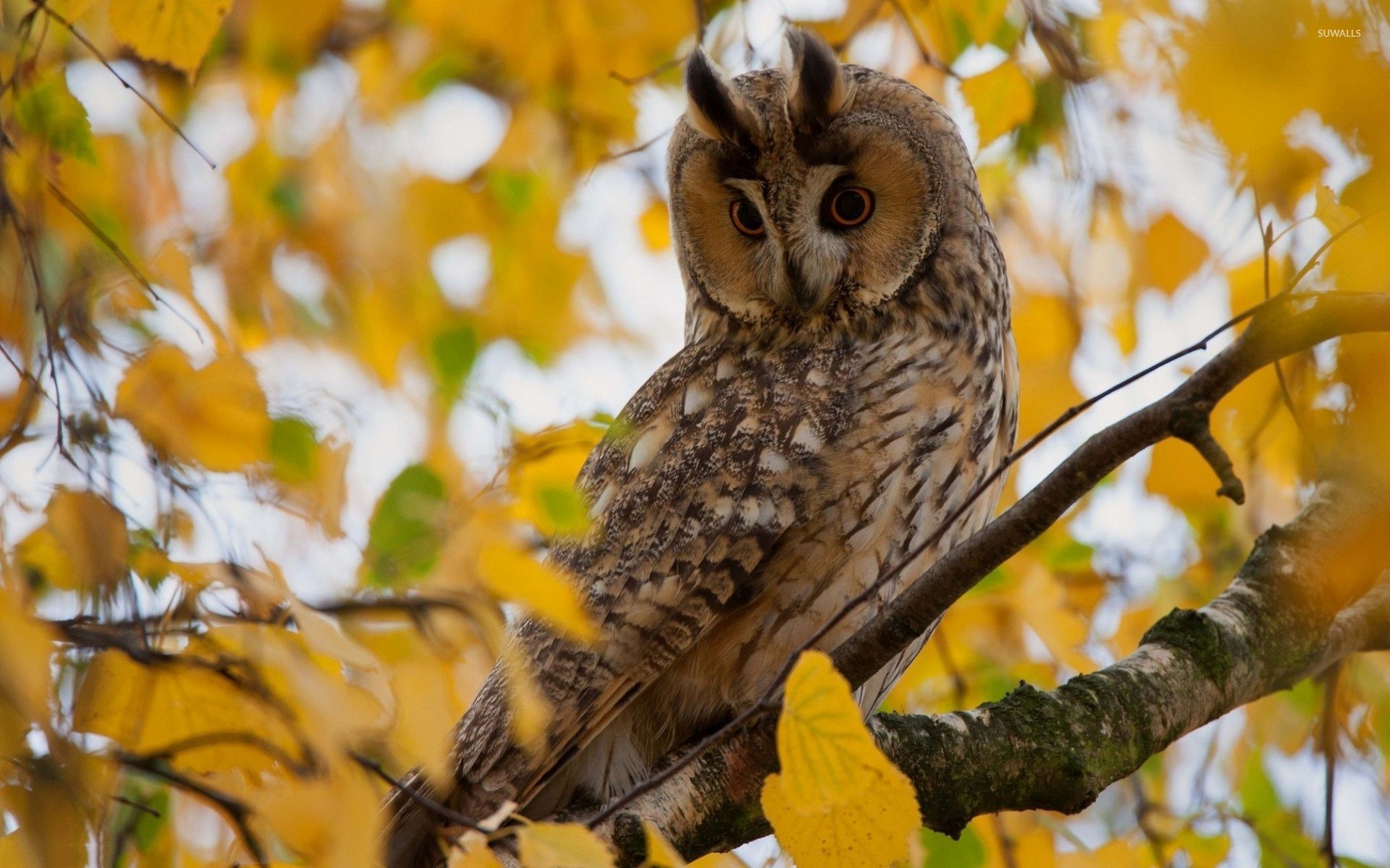 Long Eared Owl - HD Wallpaper 