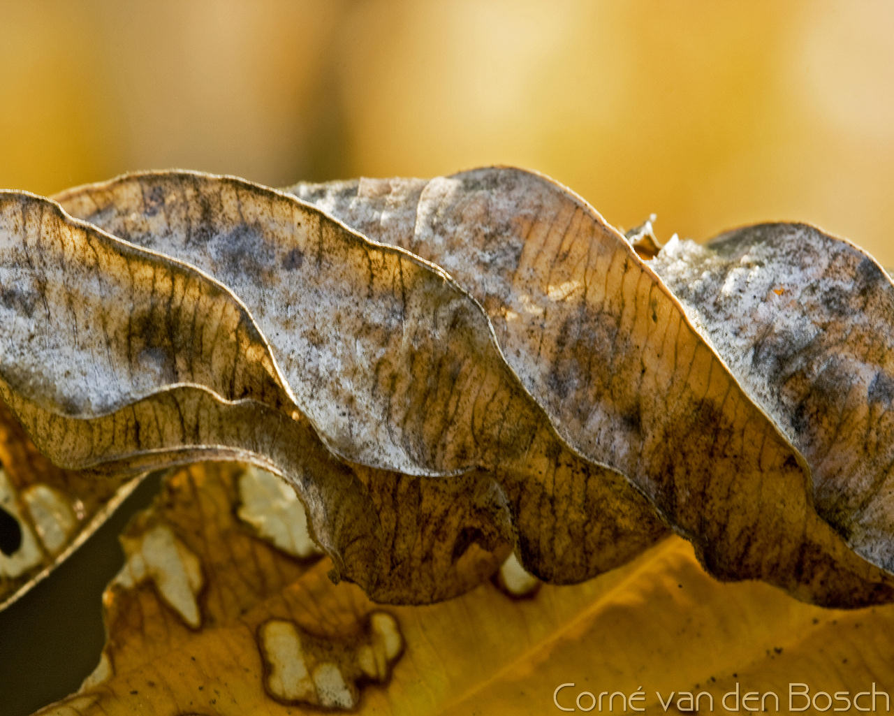 Macro Photography - HD Wallpaper 