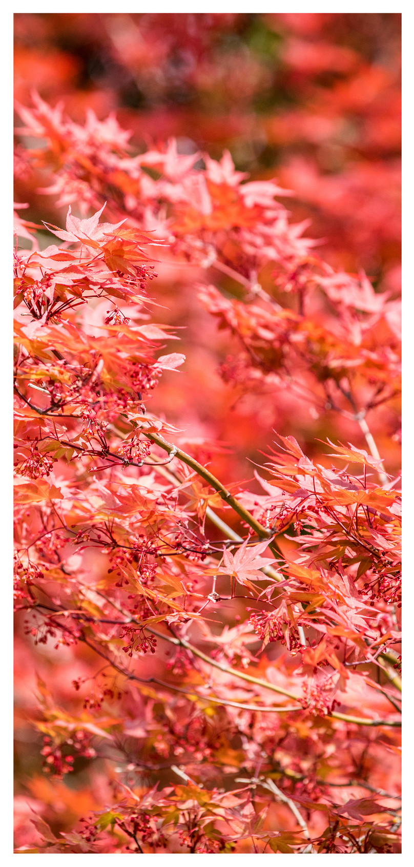 Begin Van De Herfst Esdoorn Bladeren Mobiele Telefoon - Autumn - HD Wallpaper 