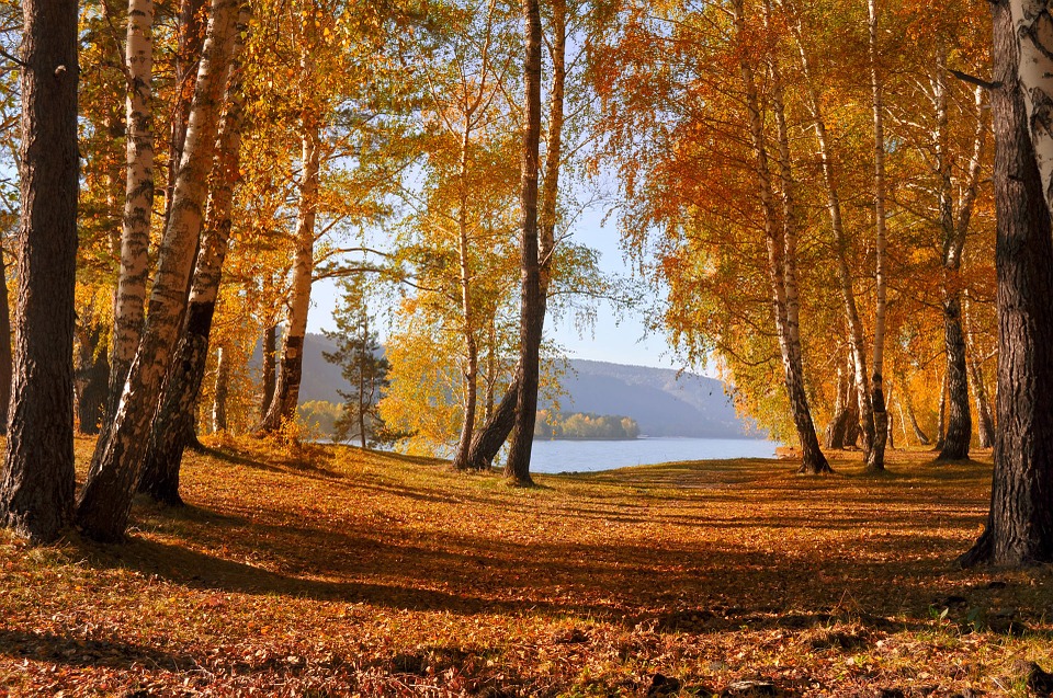 Autumn Forest By The Lake - HD Wallpaper 