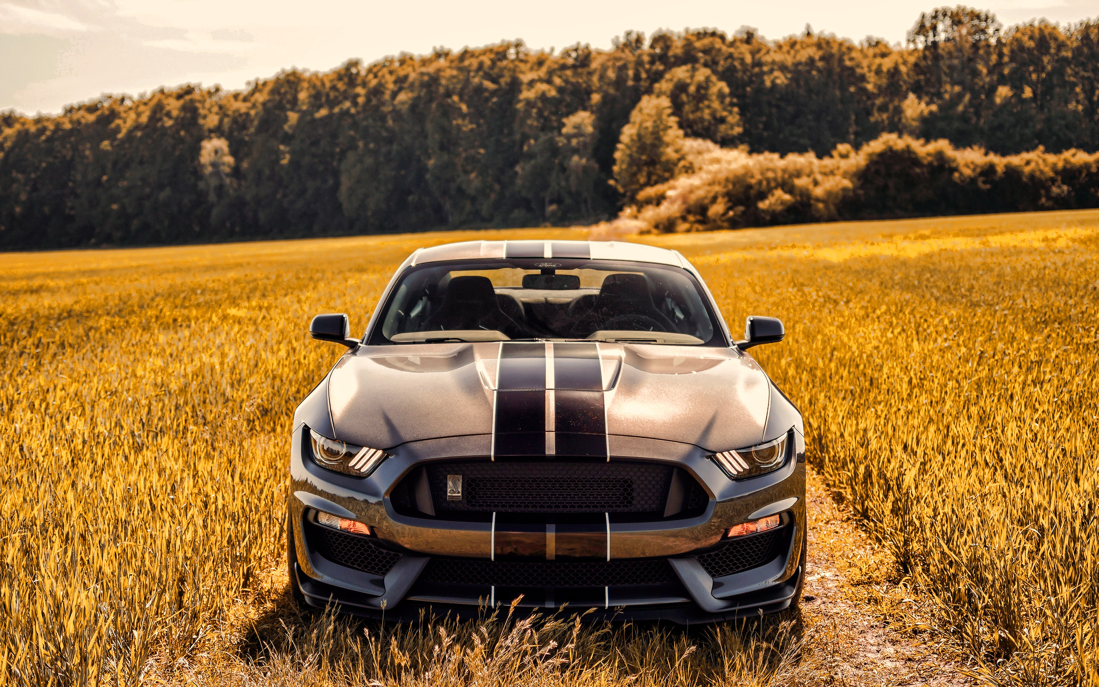 Ford Mustang Shelby Gt350, 4k, Offroad, 2019 Cars, - Off Road Mustang - HD Wallpaper 