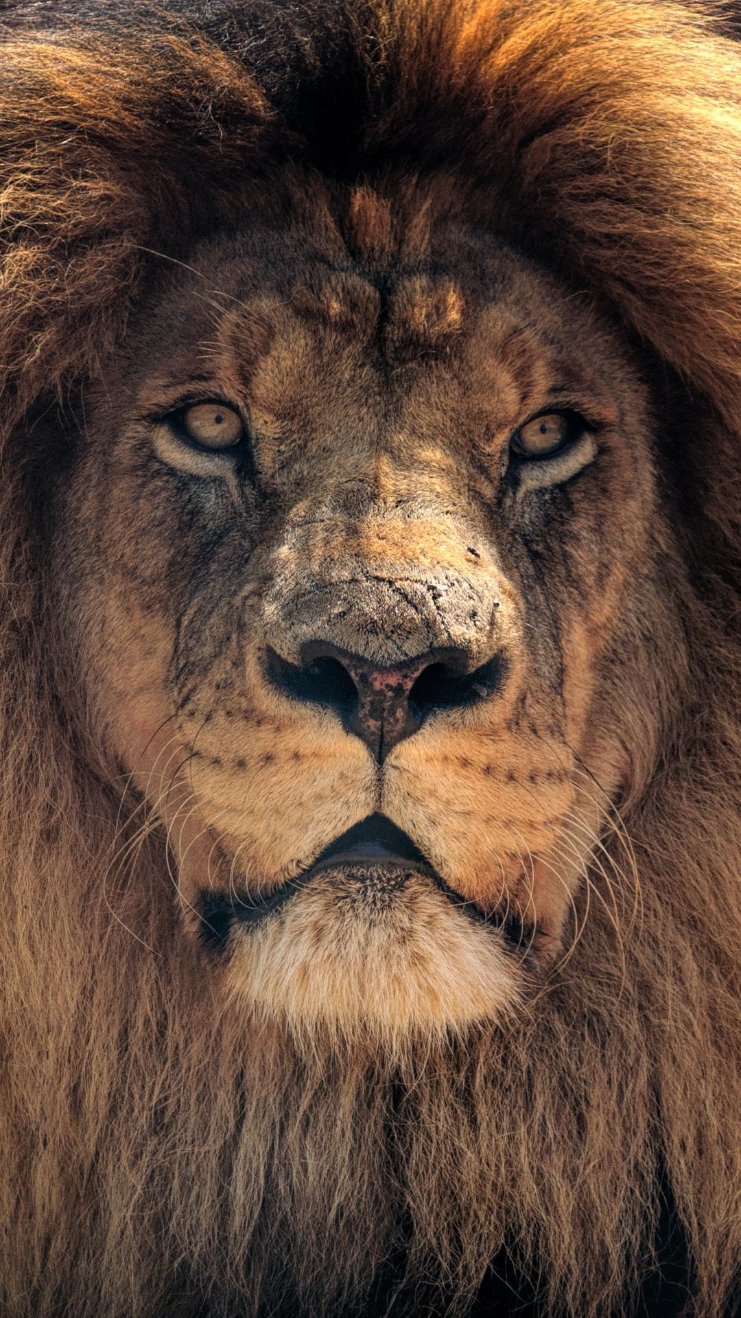 Lion Face Wallpaper For Mobile - HD Wallpaper 