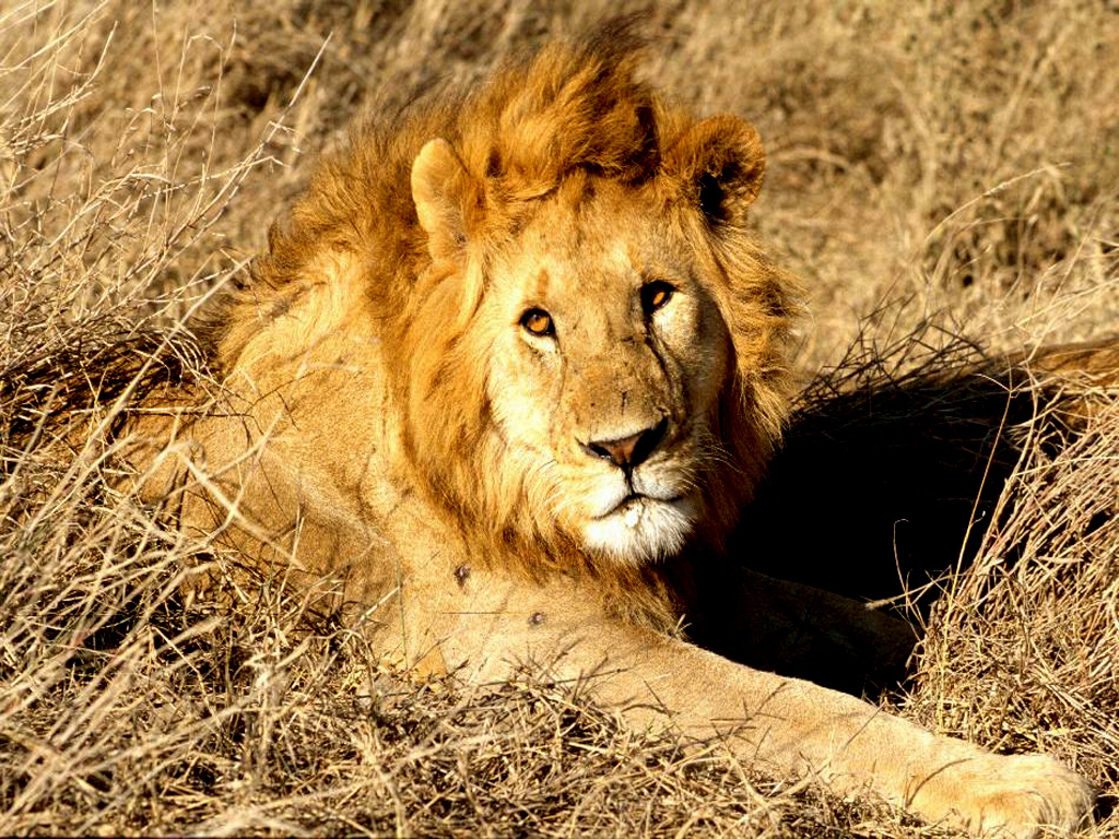 Lion Watching Us And Rest - Lion - HD Wallpaper 