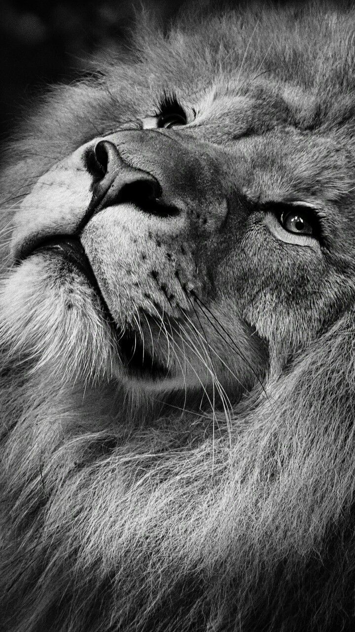 Beautiful Images Of Lions - HD Wallpaper 