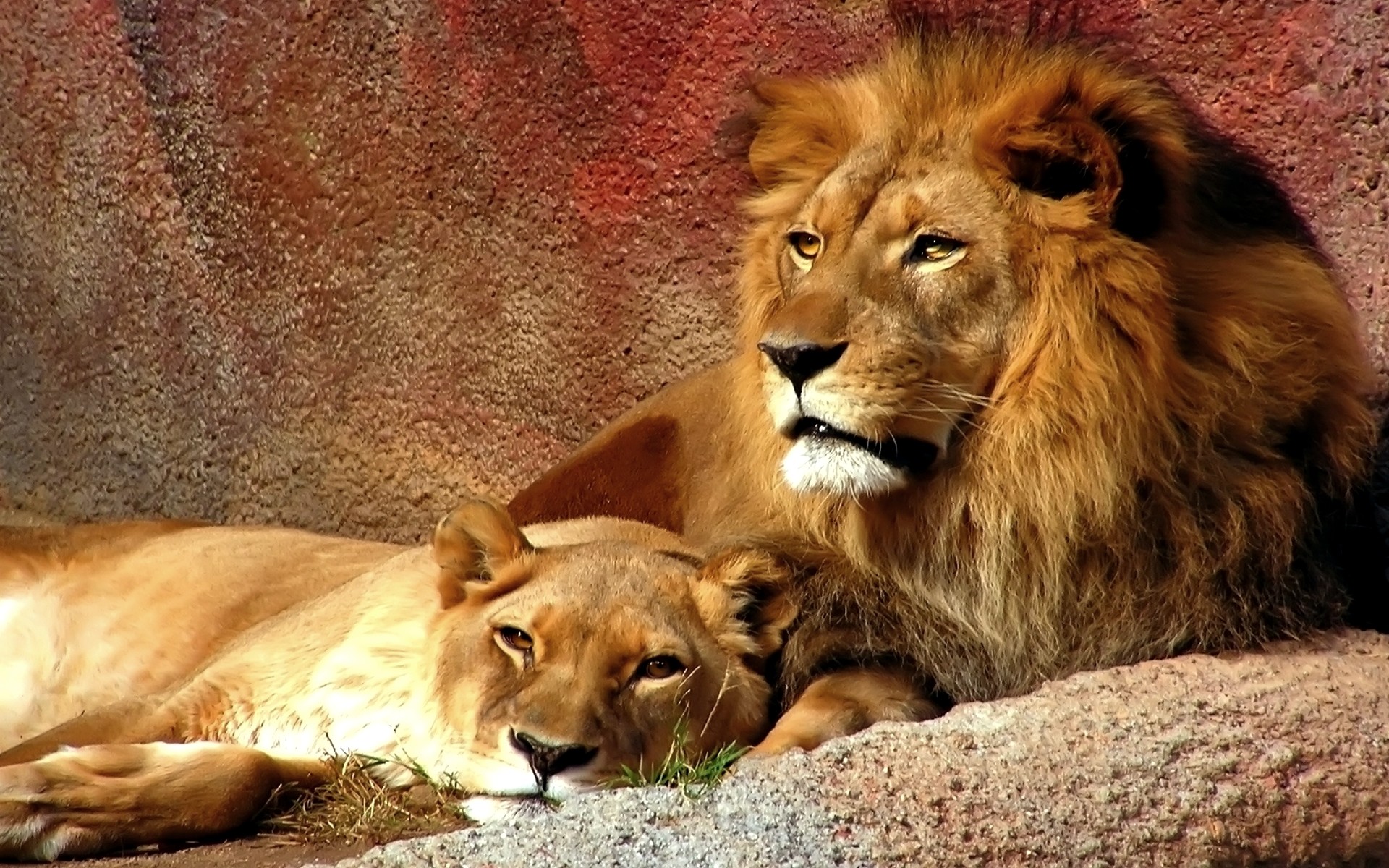 Lion Computer Wallpapers, Desktop Backgrounds - Lion And Lioness Wallpapers Hd - HD Wallpaper 