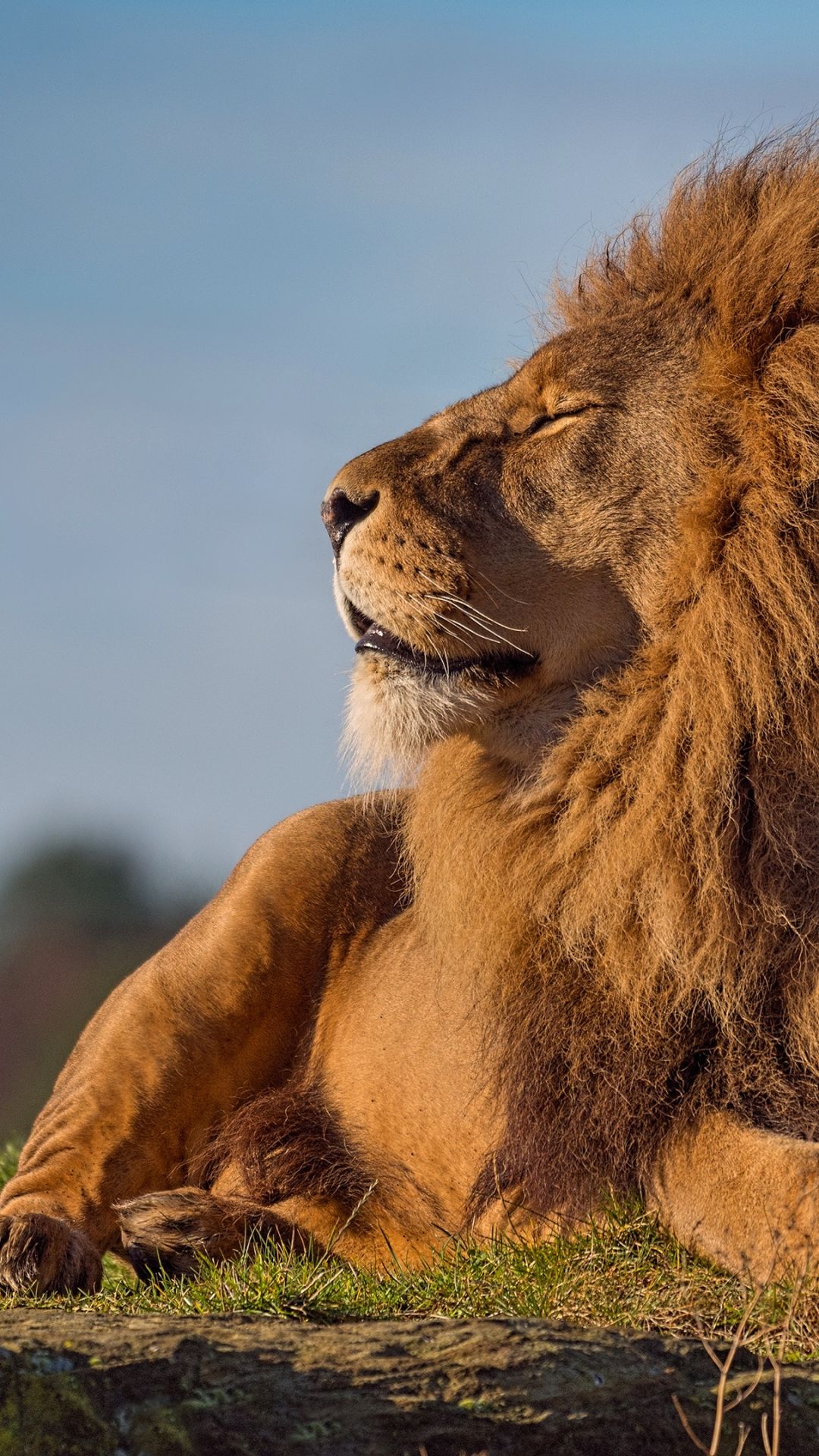 Lion Animal - HD Wallpaper 