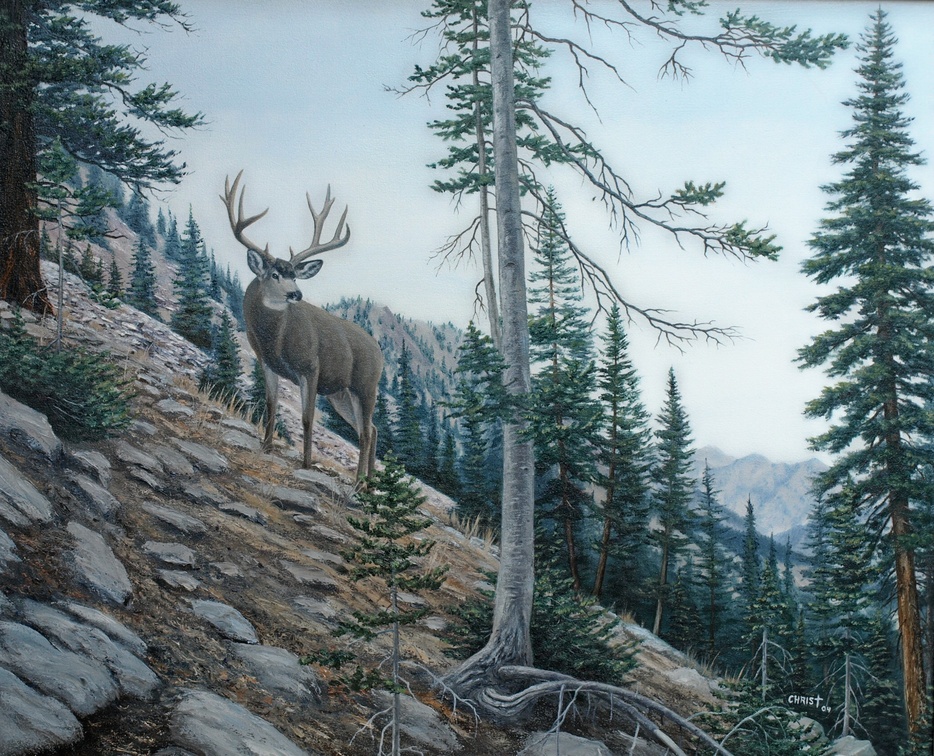 Spruce-fir Forest - HD Wallpaper 