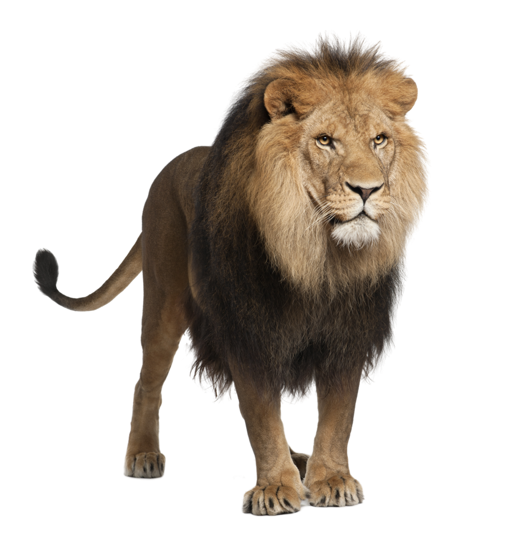 Lion Png Image, Free Image Download, Picture, Lions - Animal Lion White Background - HD Wallpaper 