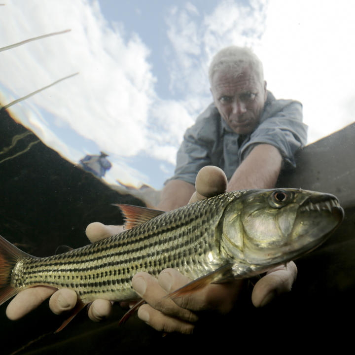 Africa S Deadliest - Striper Bass - HD Wallpaper 