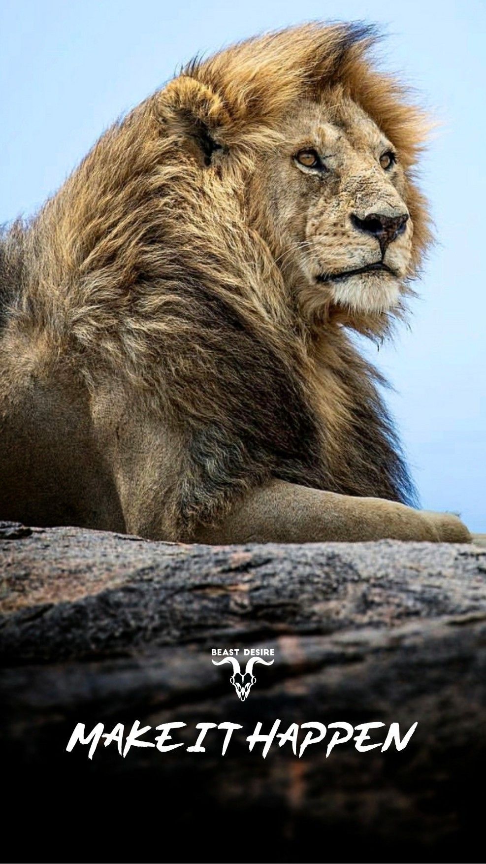 Masai Lion - HD Wallpaper 