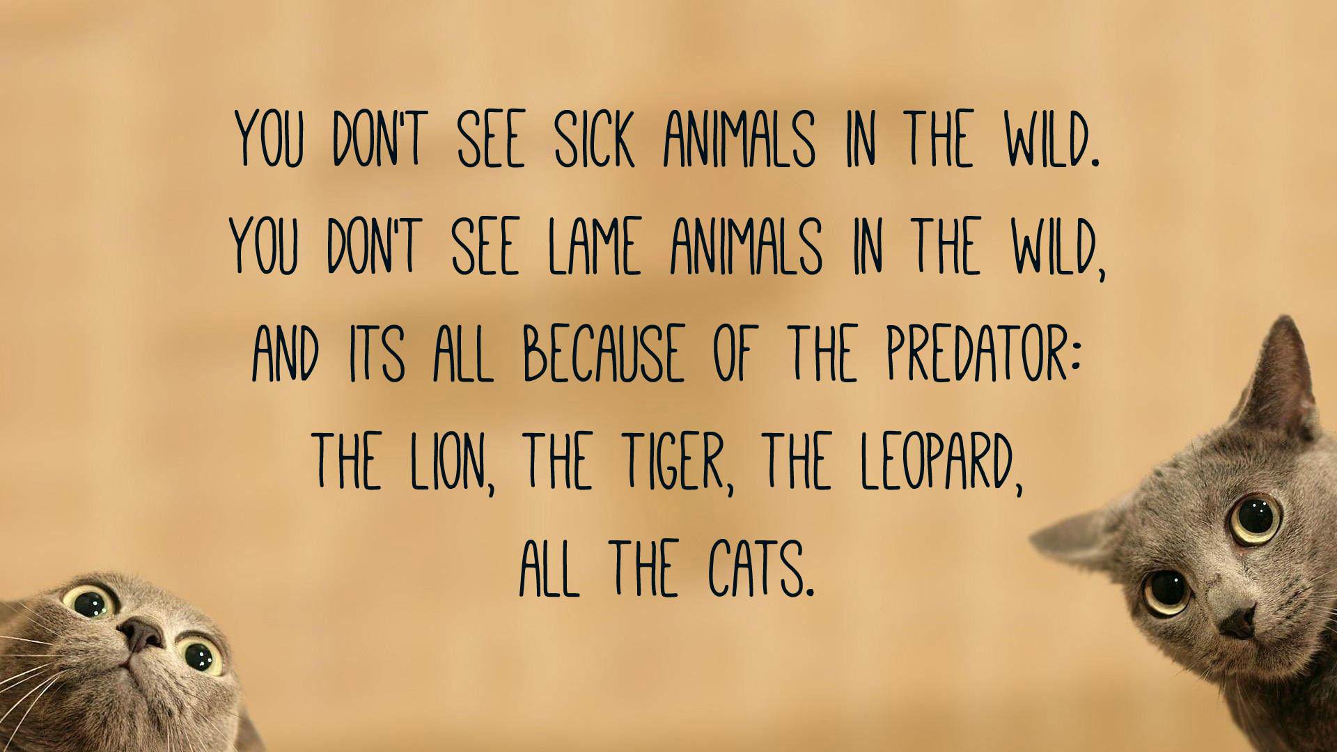 Cat Quotes - I M Like A Cat Quotes - HD Wallpaper 