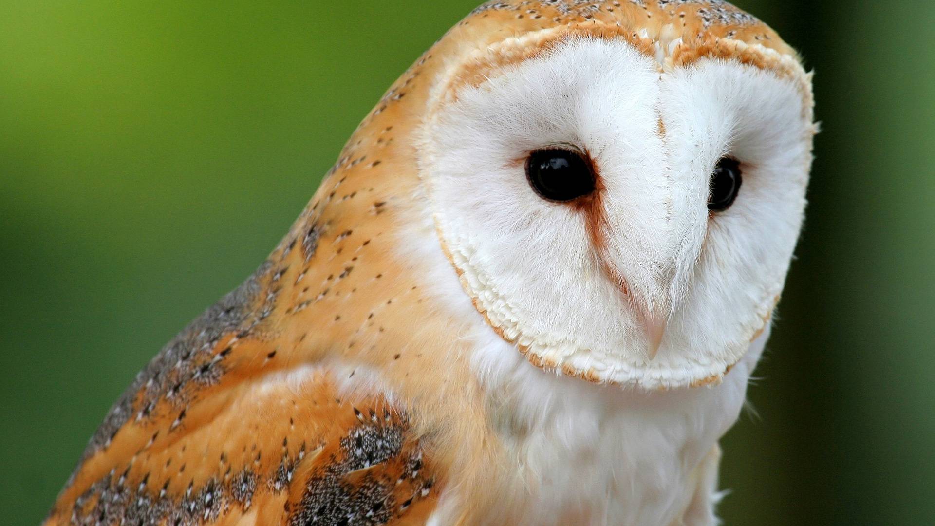 Barn Owl, Barn Owl Wallpaper - Hd Image Of Owl - HD Wallpaper 