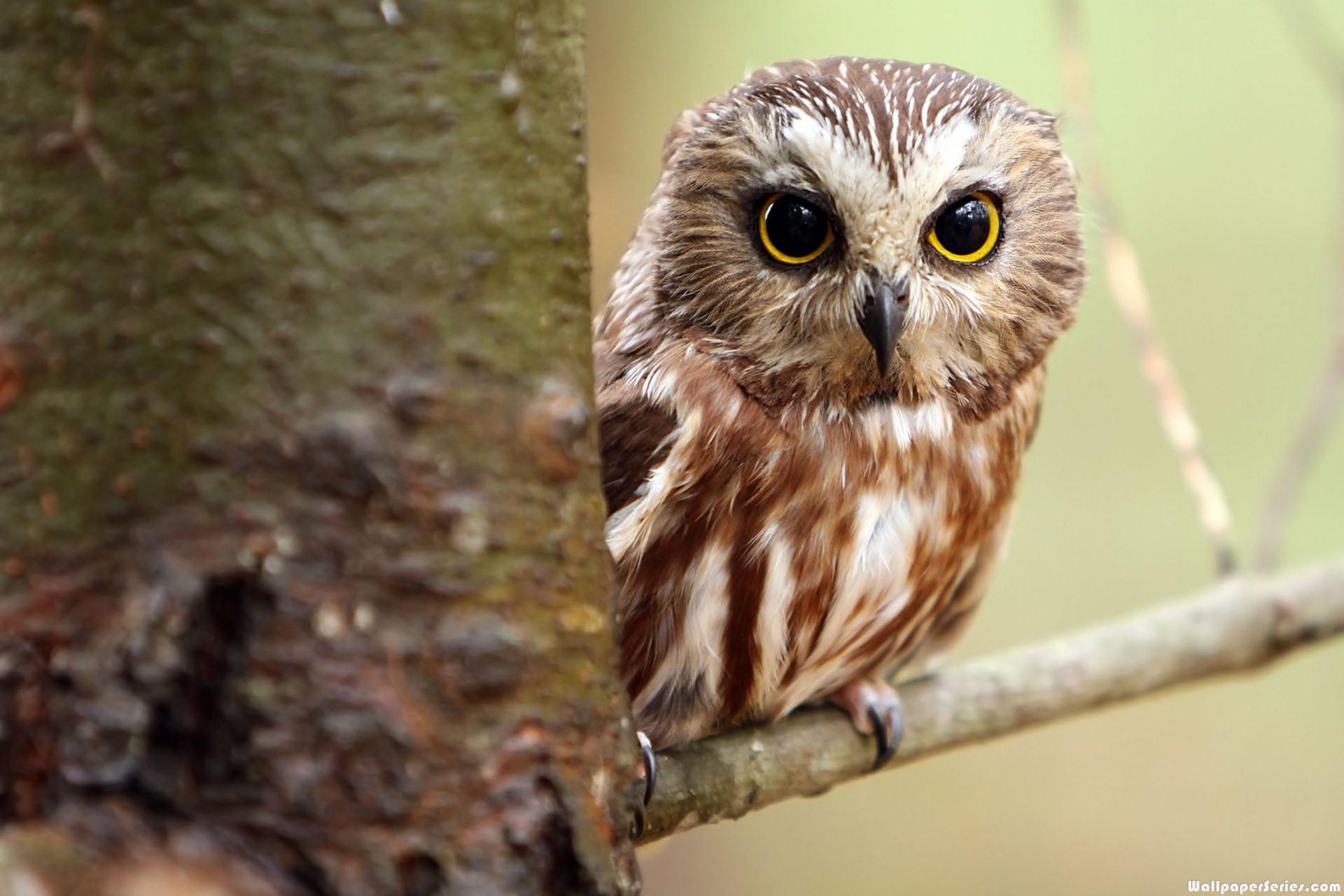 Hd Owl Cute Wallpaper - Cute Real Baby Owls - HD Wallpaper 