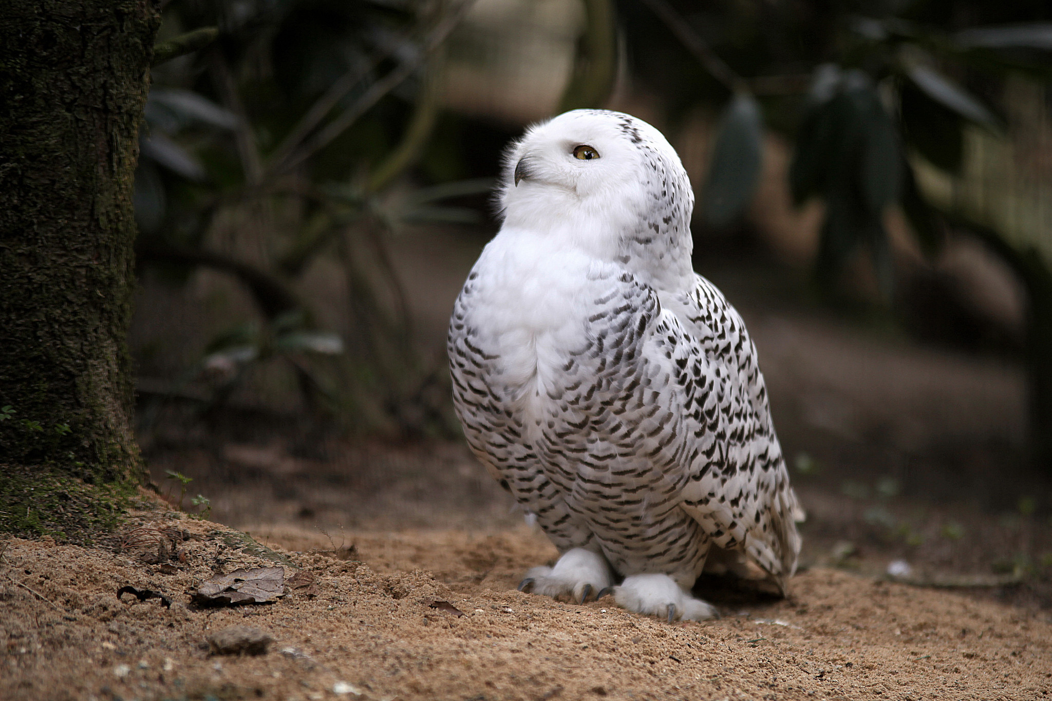 Hd Wallpaper - Snowy Owl Hd Background - HD Wallpaper 