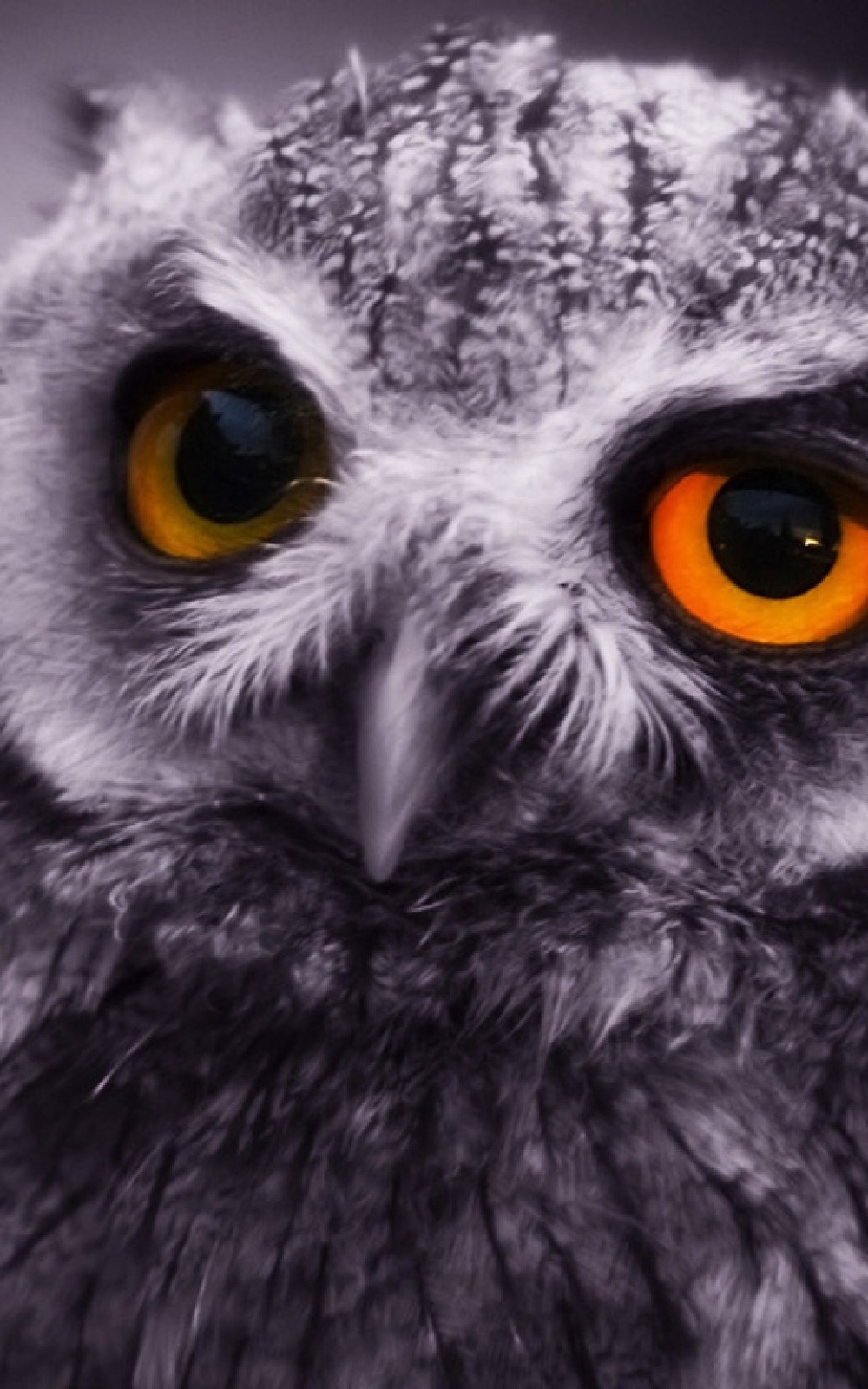 Owl Hd - HD Wallpaper 