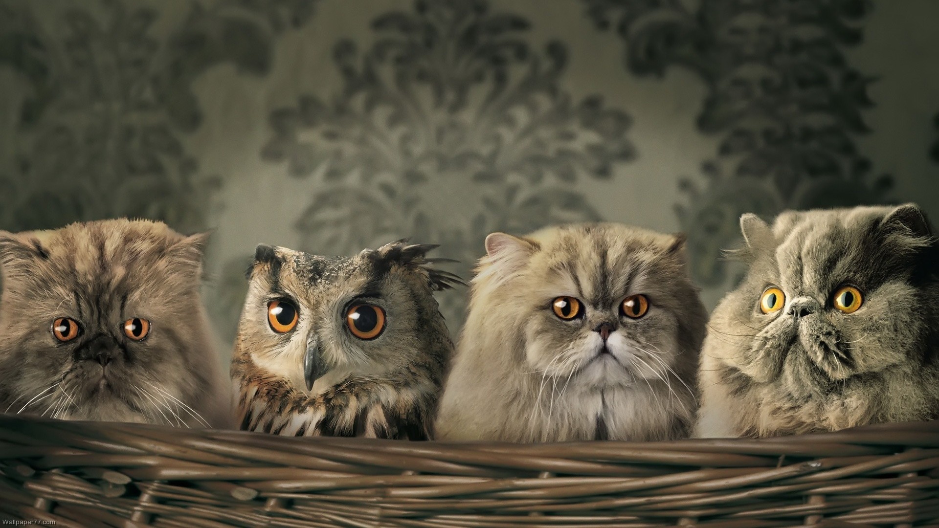 Baby Owl Desktop - HD Wallpaper 