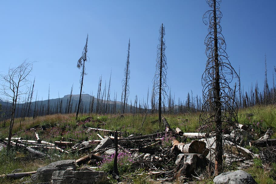 Canada, Jasper, Pyramid Lake Road, Wildfire, Explore, - Shortleaf Black Spruce - HD Wallpaper 