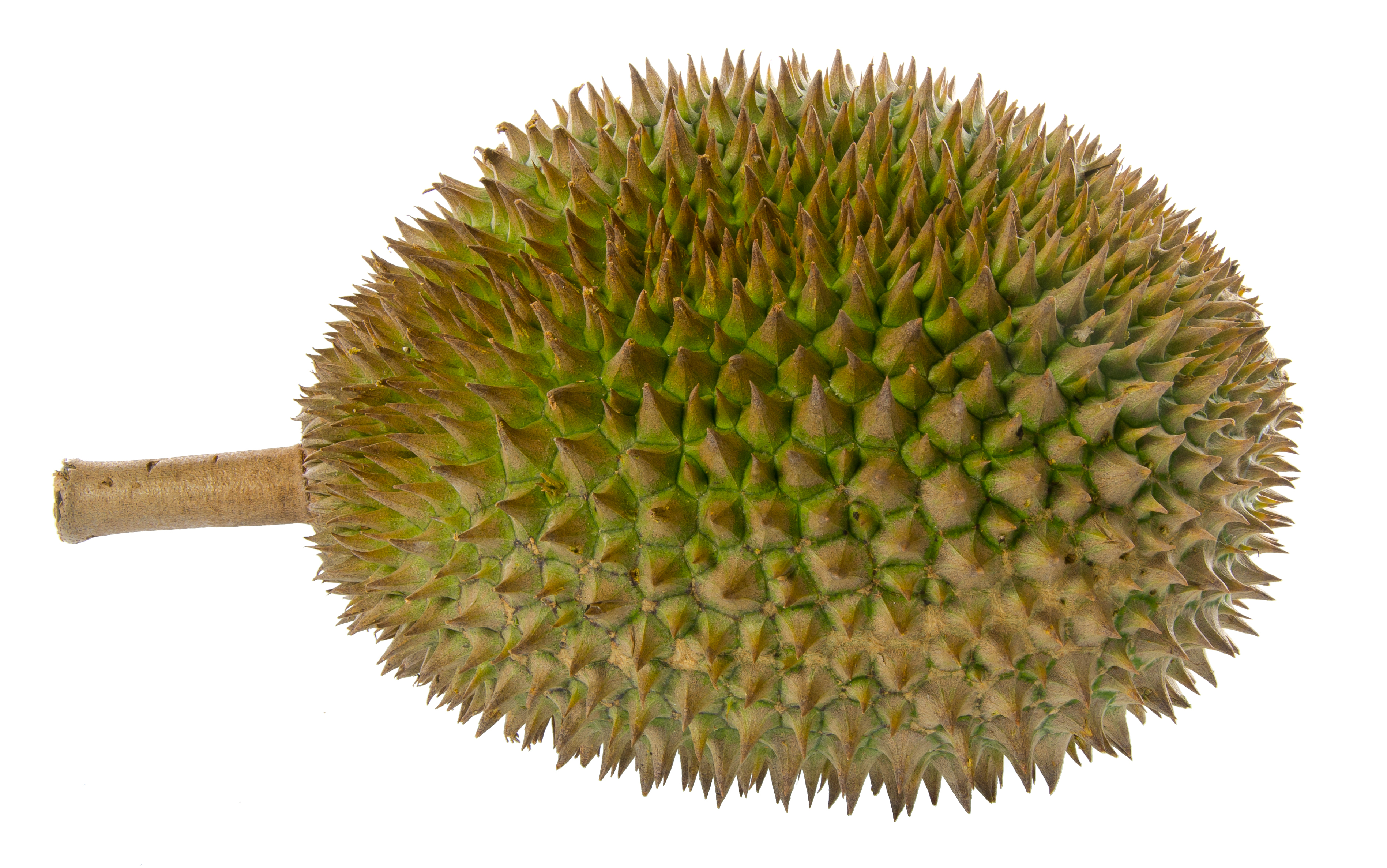 Durian Wallpaper - HD Wallpaper 