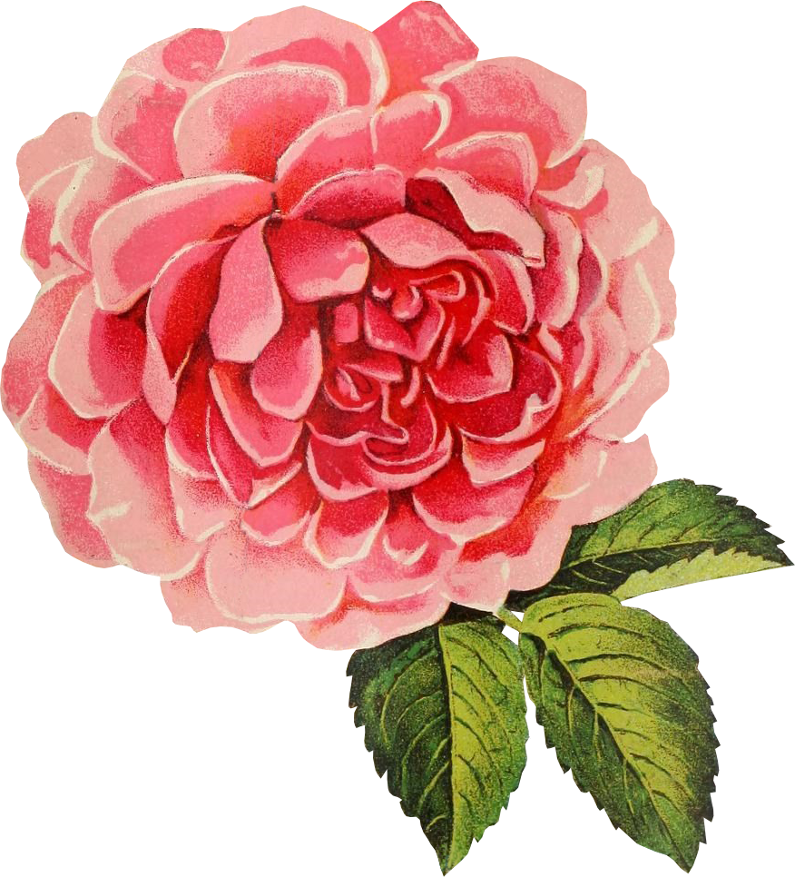 Vintage Flower Graphic Png - Rose Graphic No Background - HD Wallpaper 
