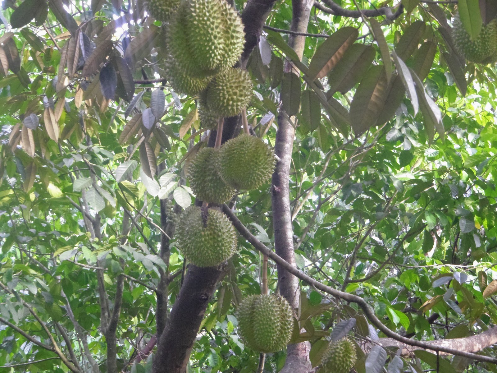 Durian Plantations - Hd Durian Fruit Tree - HD Wallpaper 