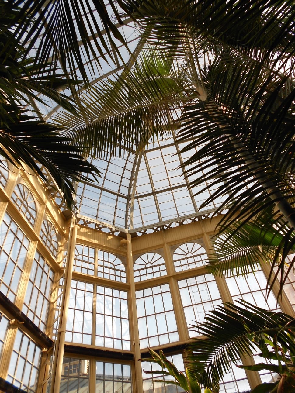 Baltimore, Maryland, Conservatory, Palm Tree, Low Angle - Baltimore Druid Hill Park - HD Wallpaper 