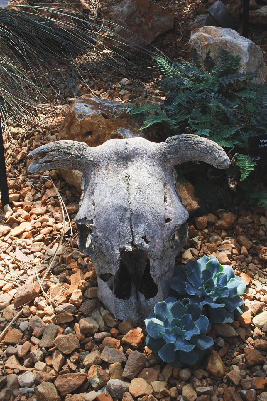 United States, Milwaukee, Mitchell Park Horticultural - Working Animal - HD Wallpaper 