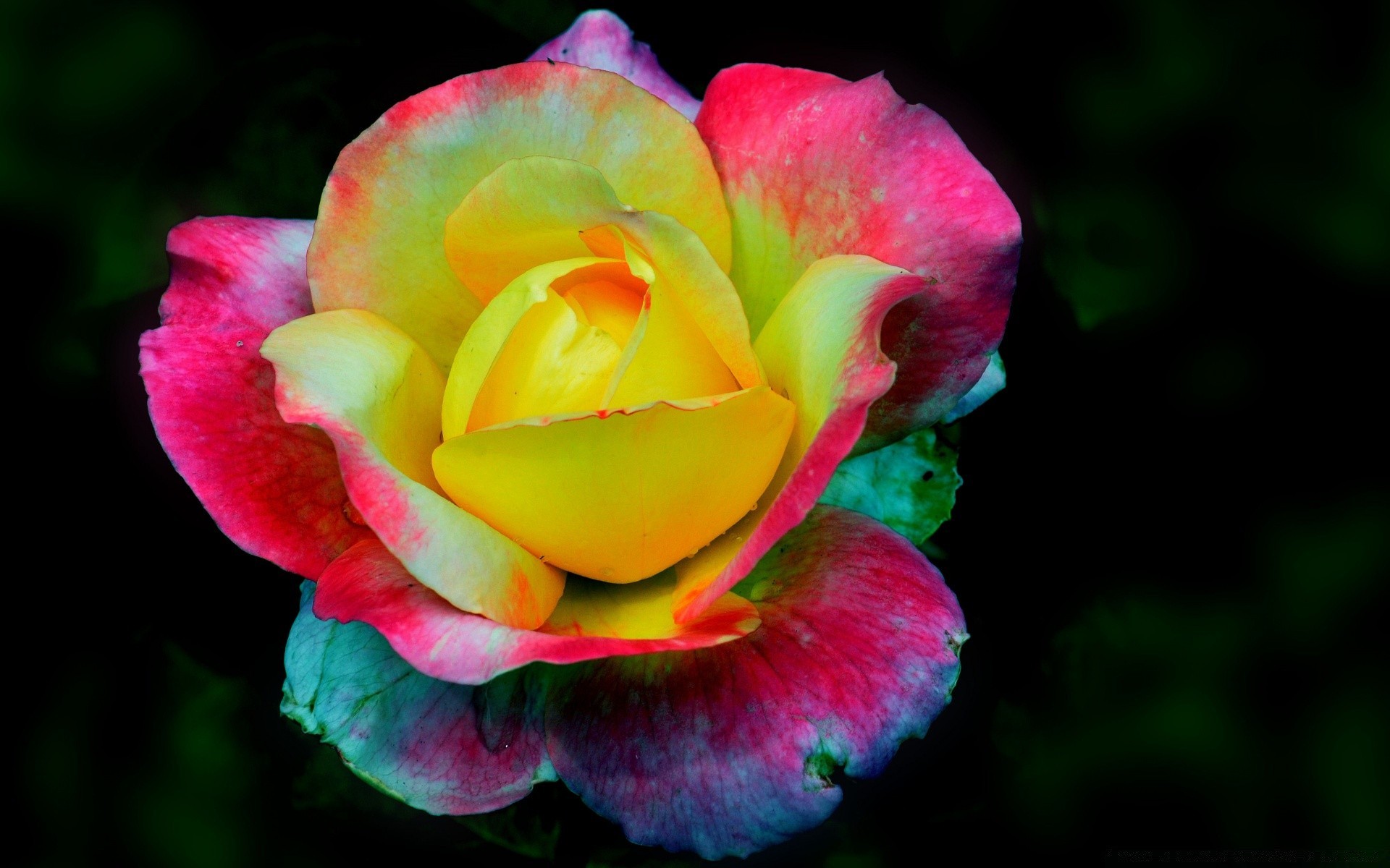 Bright Colors Flower Rose Nature Petal Flora Leaf Garden - Rosa Matizada - HD Wallpaper 