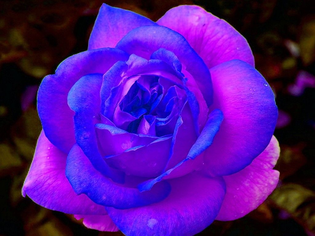 Flower Blue And Purple - HD Wallpaper 