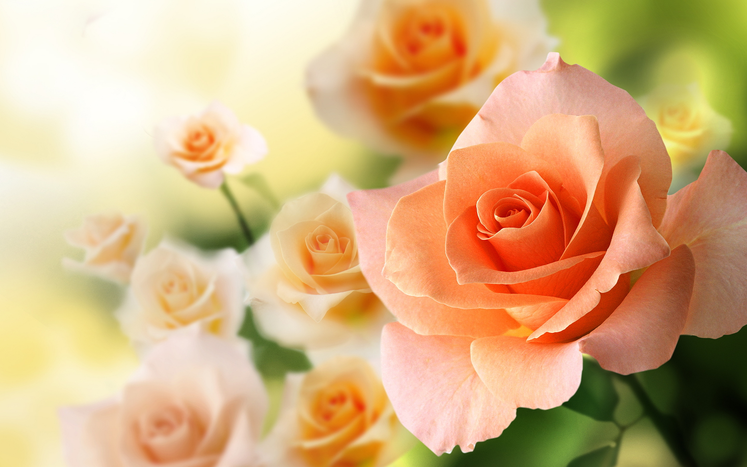 Peach Rose - HD Wallpaper 